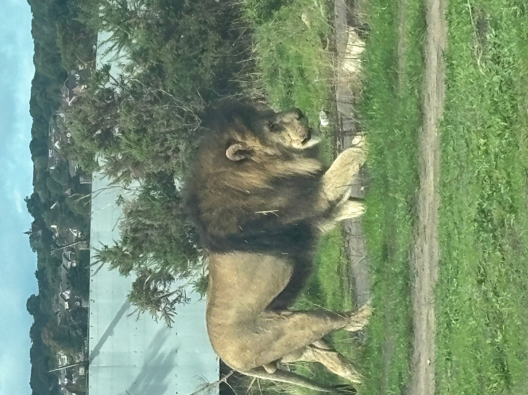 West Midlands Safari Park-Bewdley必去景点