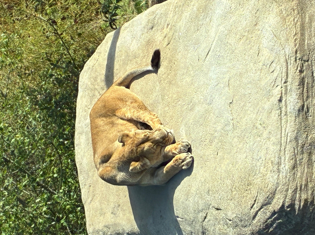 Hertfordshire Zoo-布罗克斯本必去景点