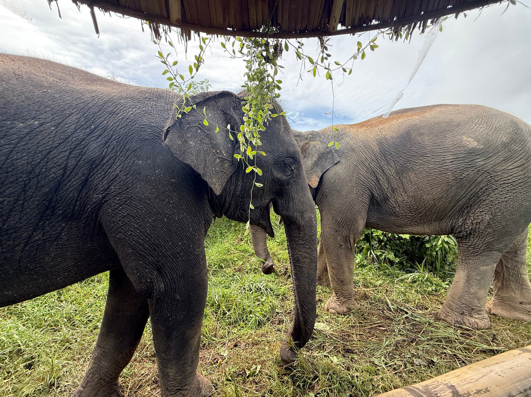 The Lake Phuket Elephant Home-Thep Krasatti必去景点
