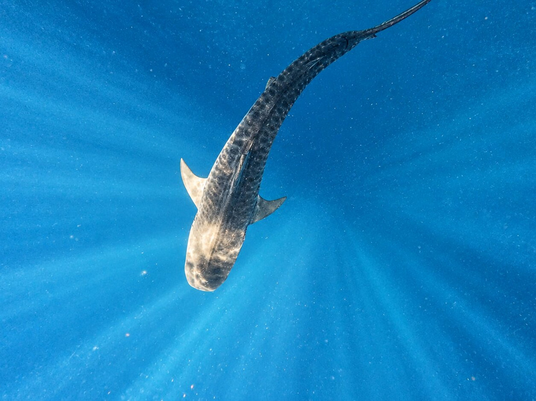 SAFARI, DRIVE & DIVE TOURS-Inhambane必去景点