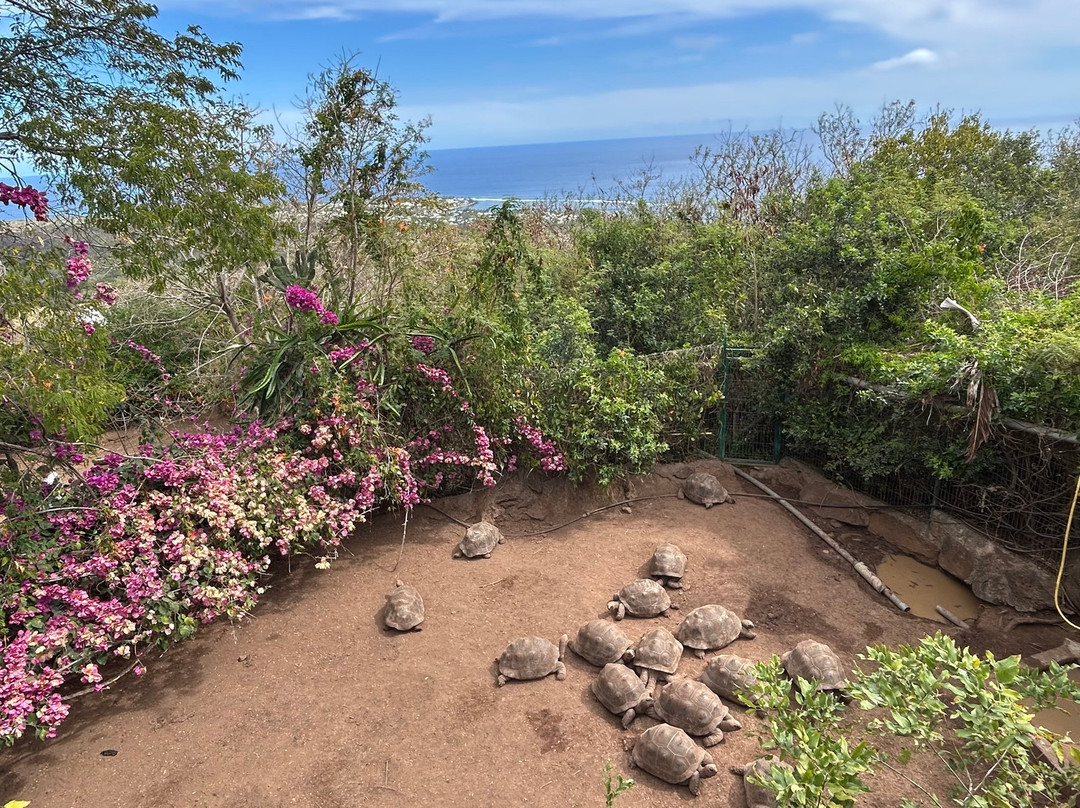 Le Jardin Des Tortues-Les Avirons必去景点