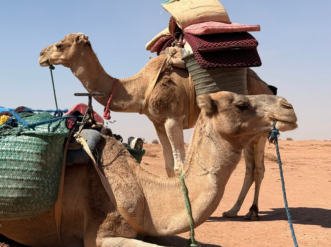 Wild Morocco-扎古拉必去景点