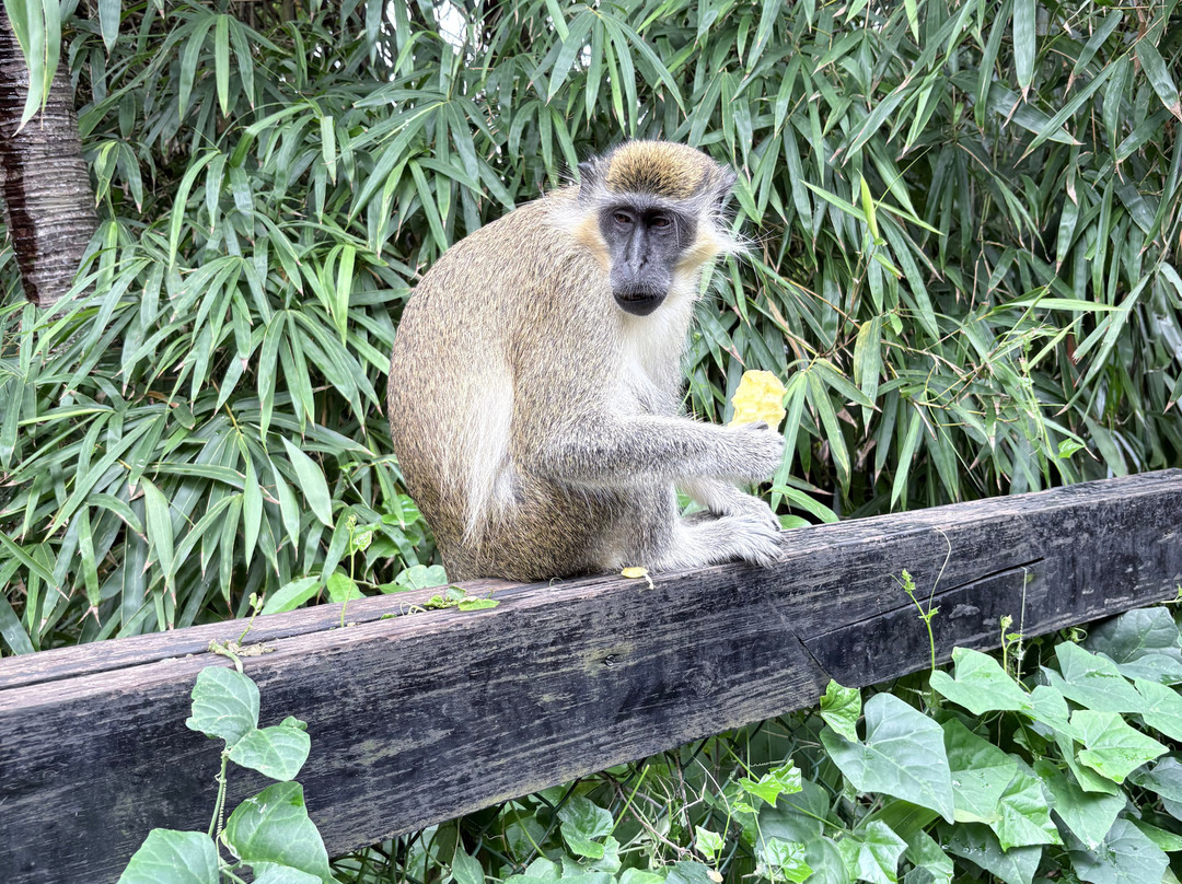 Barbados Wildlife Reserve-Saint Peter Parish必去景点