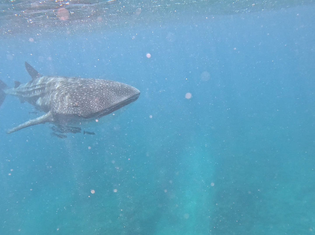 Ningaloo Whaleshark Swim-埃克斯茅斯必去景点
