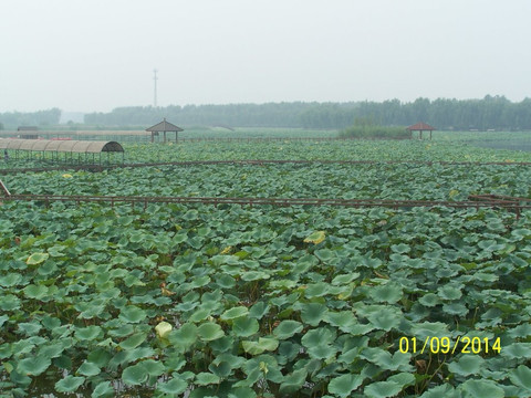 新河县旅游攻略图片