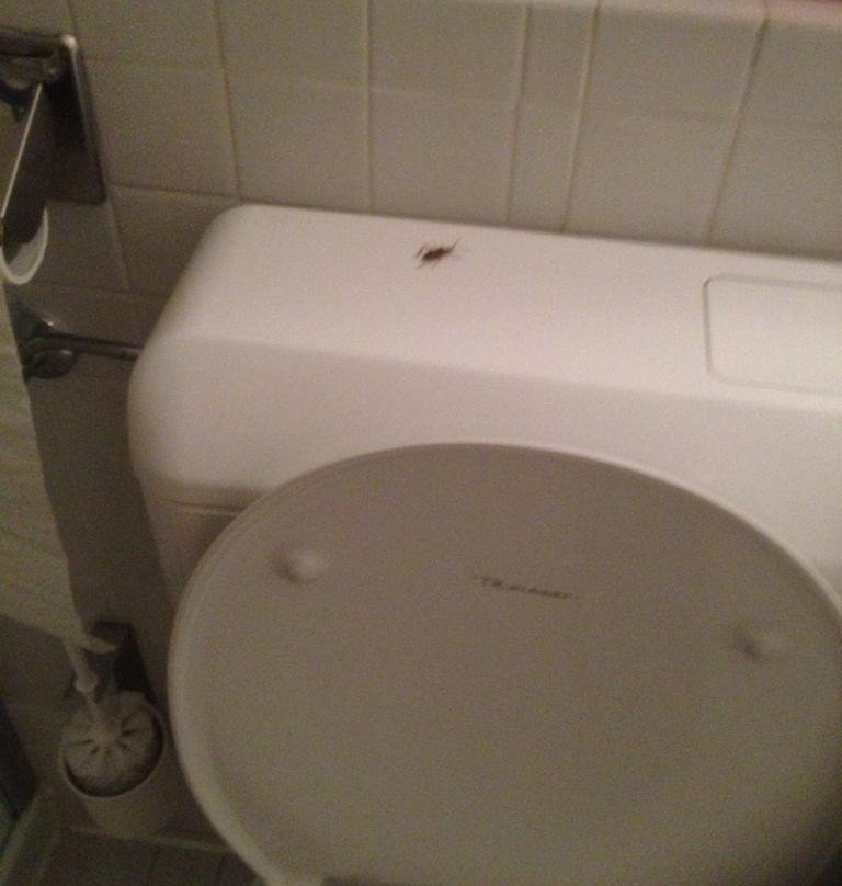 Landgasthof Kranz主图