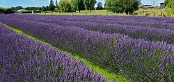 Lavender Abbey景点图片
