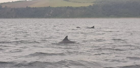 Dolphin Trips Avoch景点图片