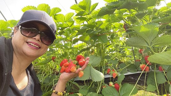 Clive's Fruit Farm-Upton upon Severn必去景点