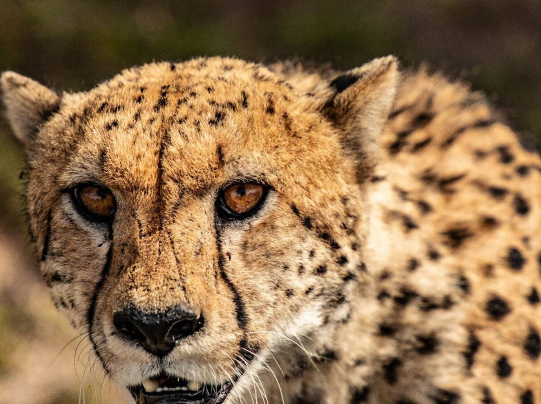 Pega Tours & Travel Agencies Limited-纳库鲁必去景点