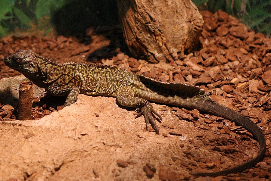 Hampyeong Herptile Eco Park