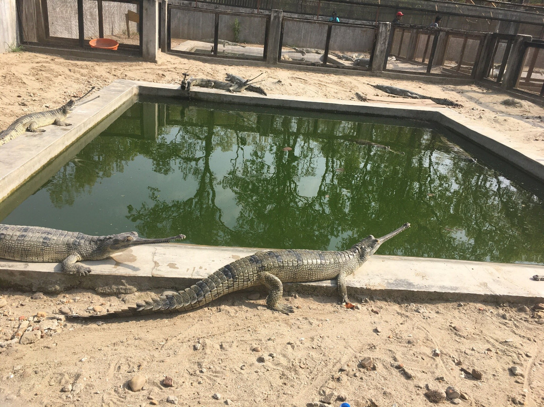 Chitwan Jungle Safari