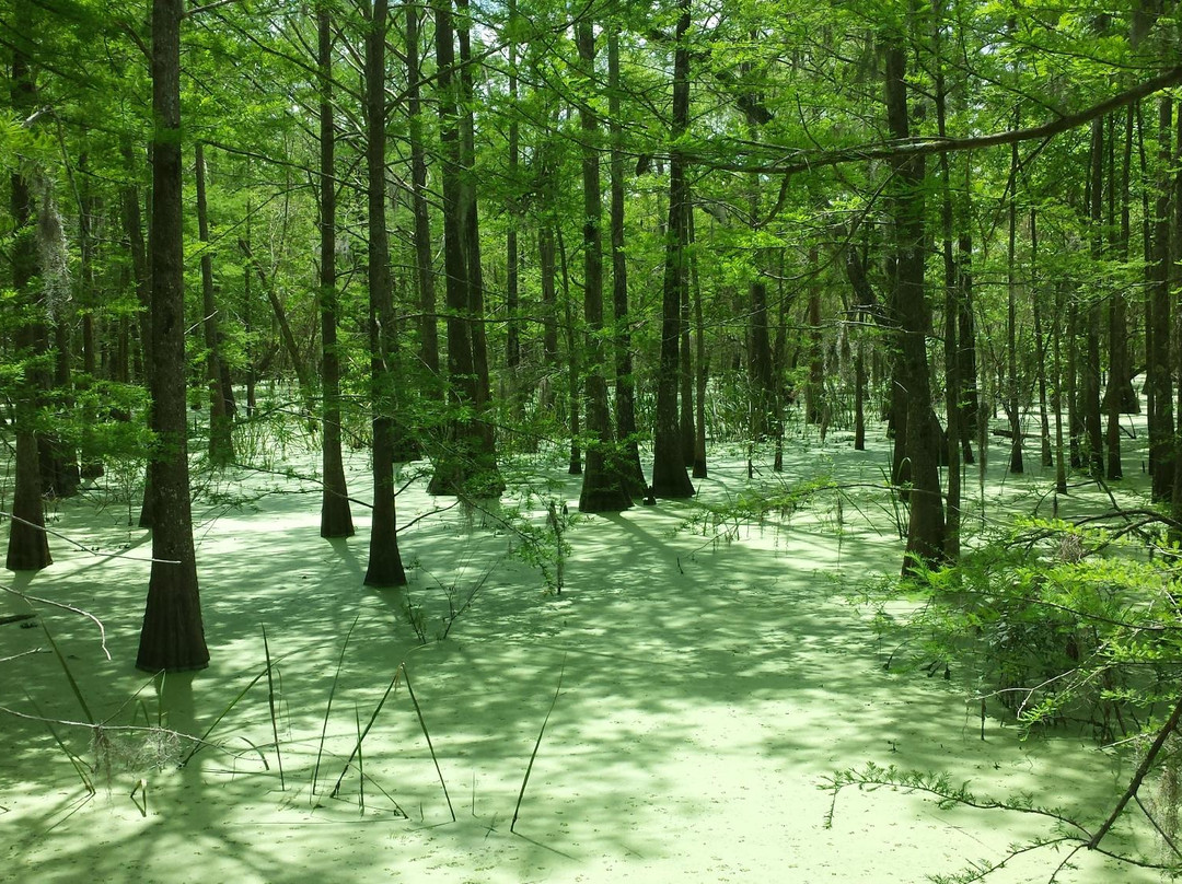 Anahuac旅游攻略图片