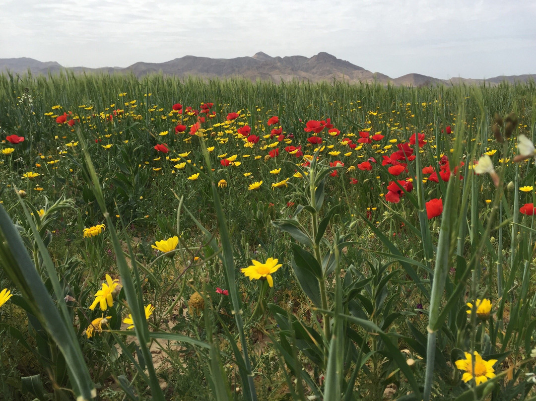 Sidi Bouzid Governorate旅游攻略图片