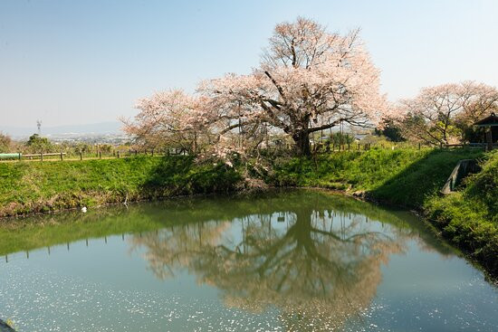 Asai's Cherry Blossom Tree景点图片