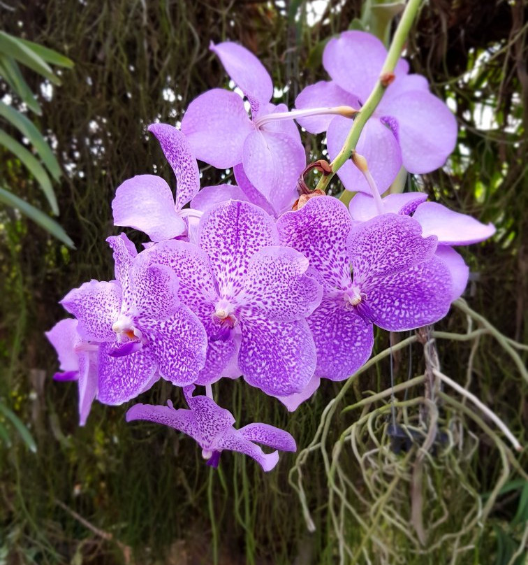 Suan Phueng Orchid景点图片