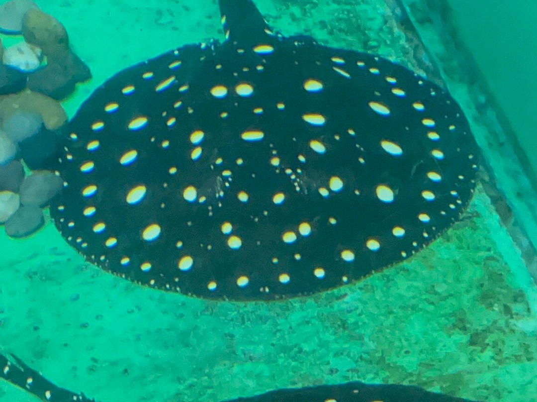 青岛海底世界-青岛市必去景点