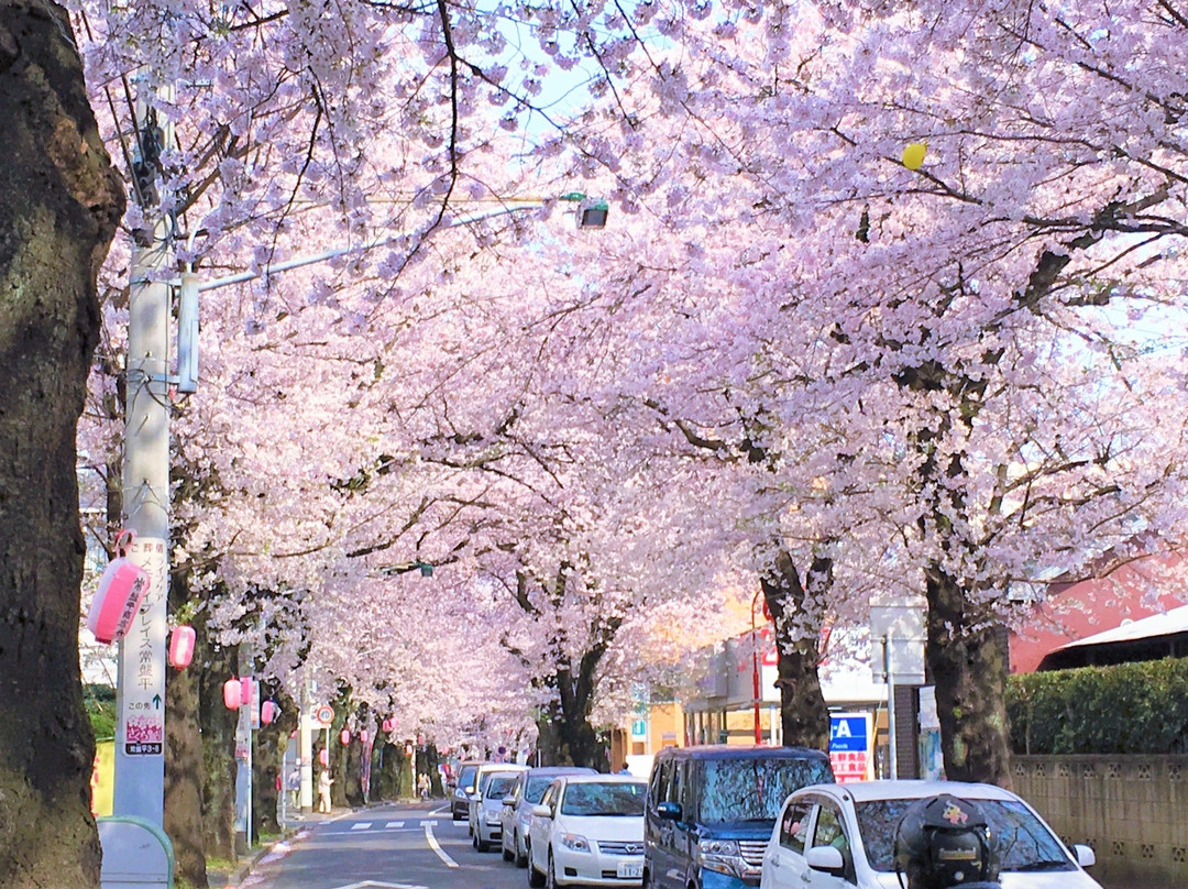 Tokiwadaira Cherry Blossom Promenade