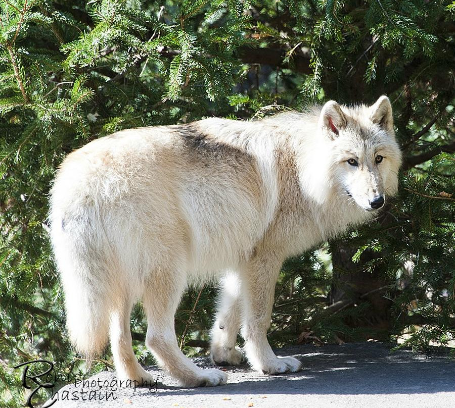 Wolf Conservation Center景点图片