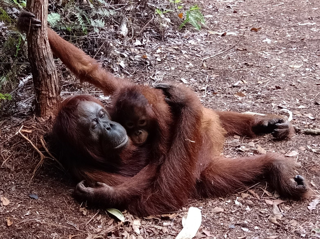 Wahyu Tanjung Puting Tour and Trip-Pangkalan Bun必去景点