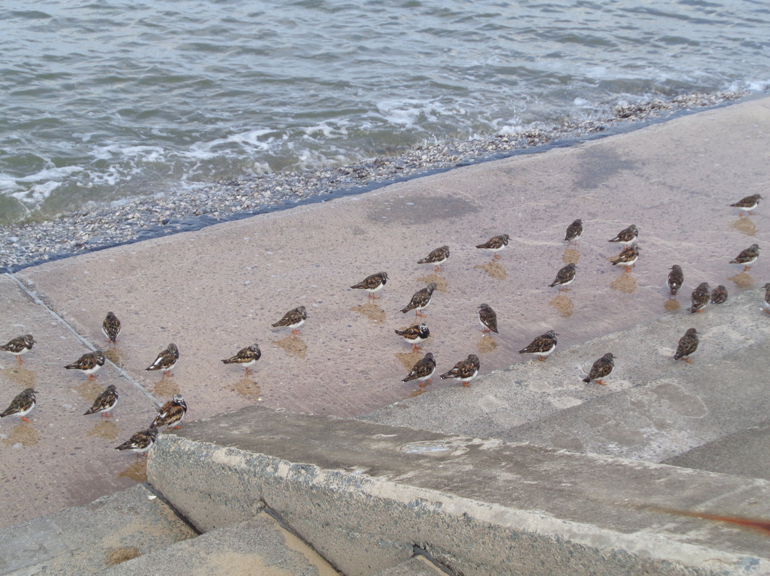 Rhyl To Prestatyn Coastal Path景点图片