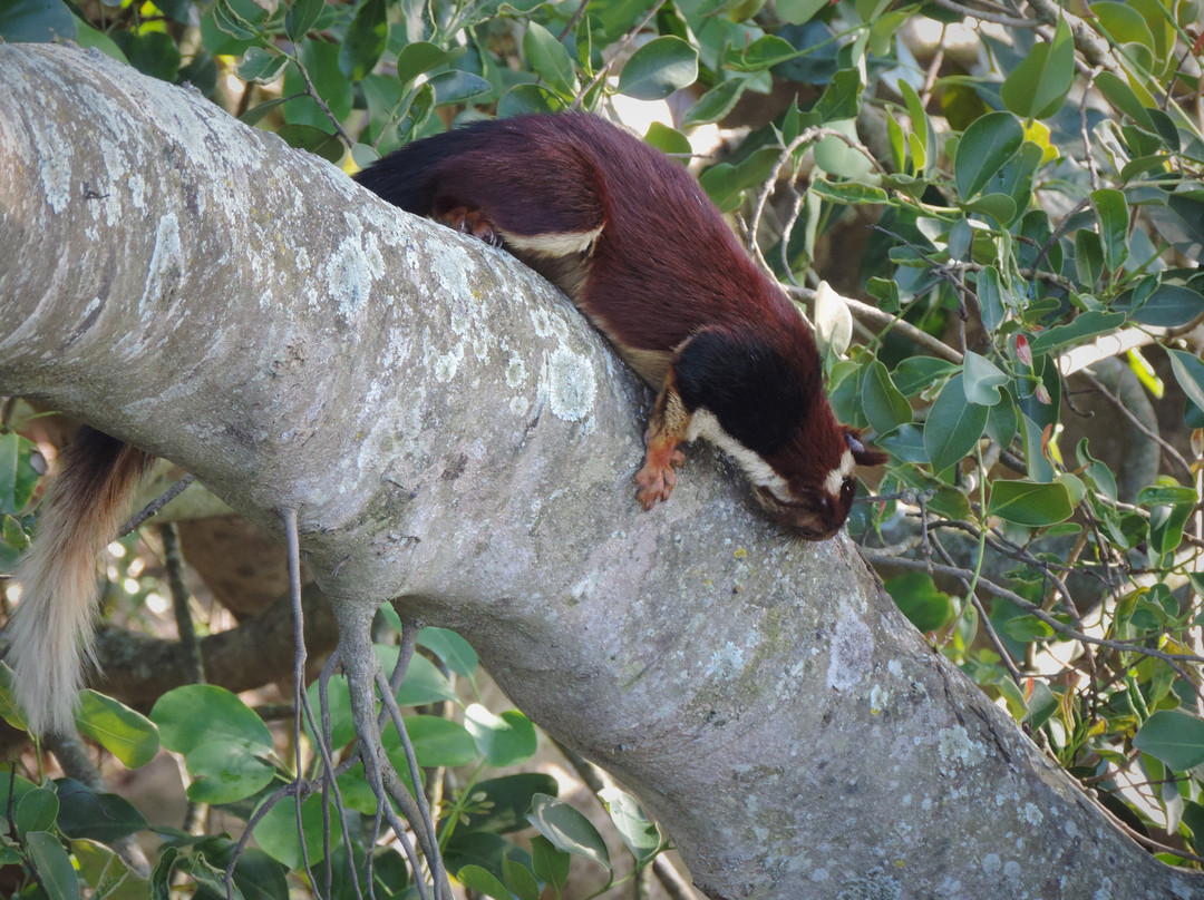 Sri Venkateswara Wildlife Sanctuary景点图片