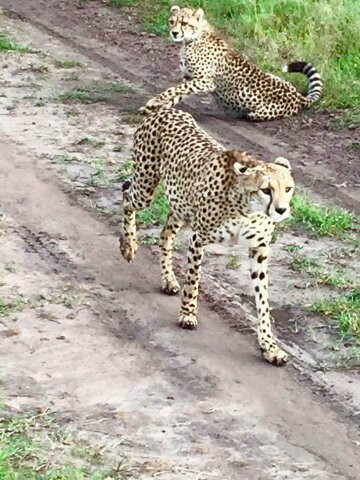 Civvet African Tours and Safaris-蒙巴萨必去景点