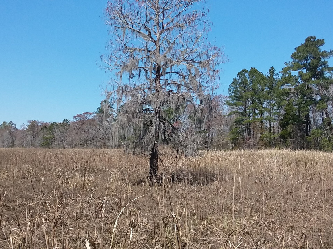 Hampton Plantation State Historic Site景点图片