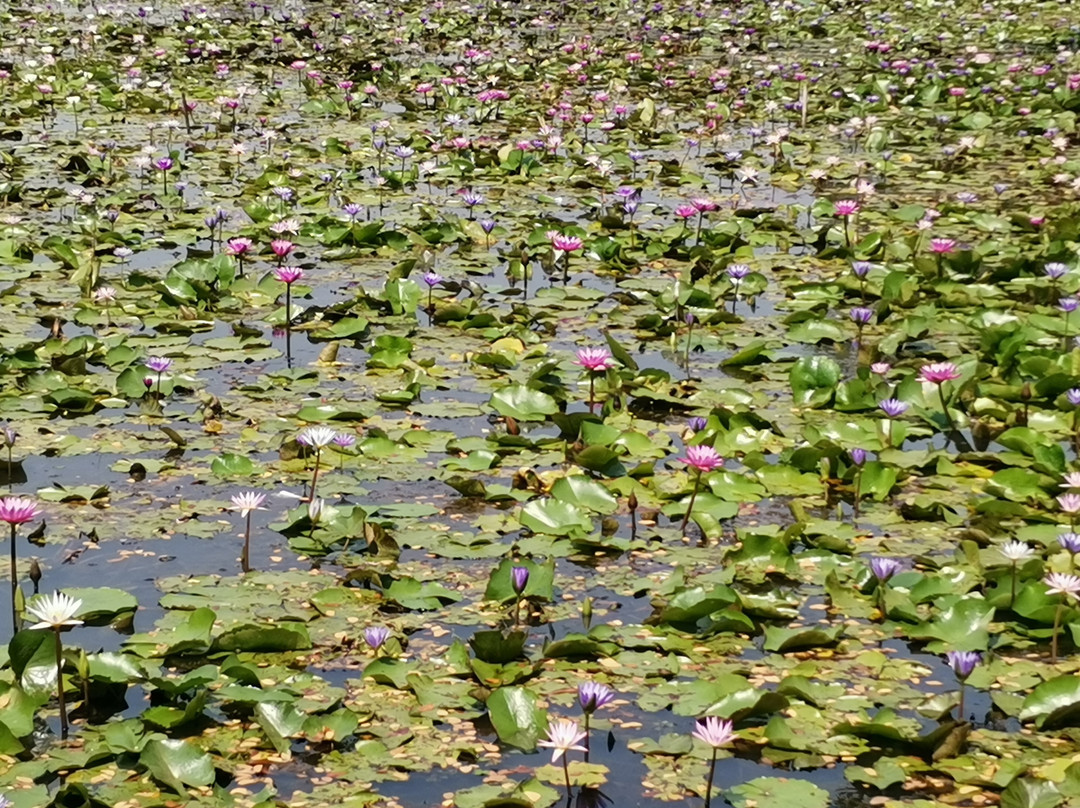 Nong Han Chaloem Phra Kiat Park-沙功那空必去景点