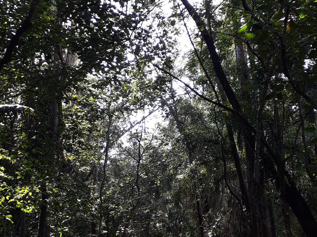 Parque Centenario景点图片