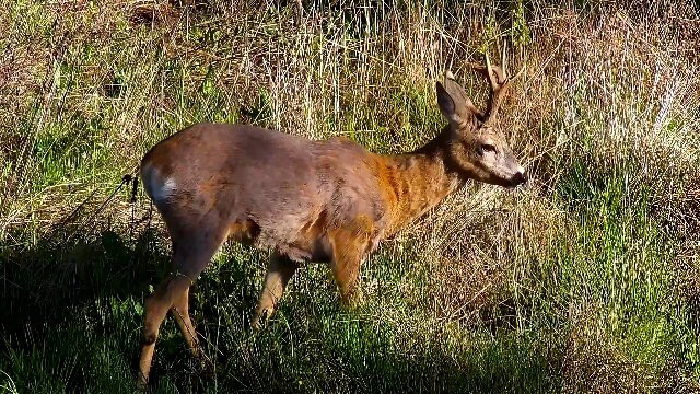 Observator De Ursi-Borzont必去景点