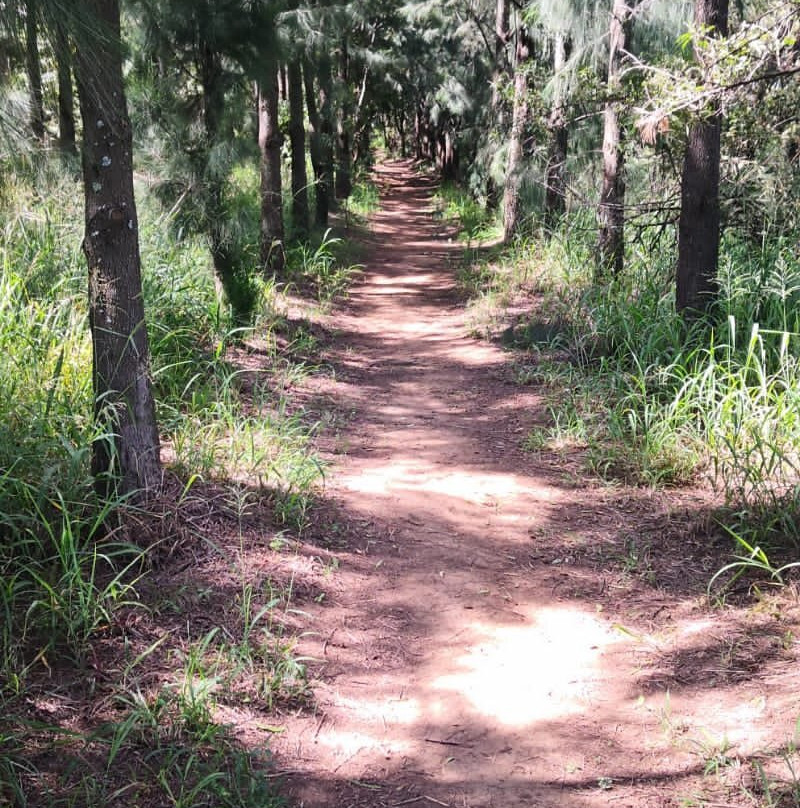 Rosemary Hill Mountain Bike Park-比勒陀利亚必去景点