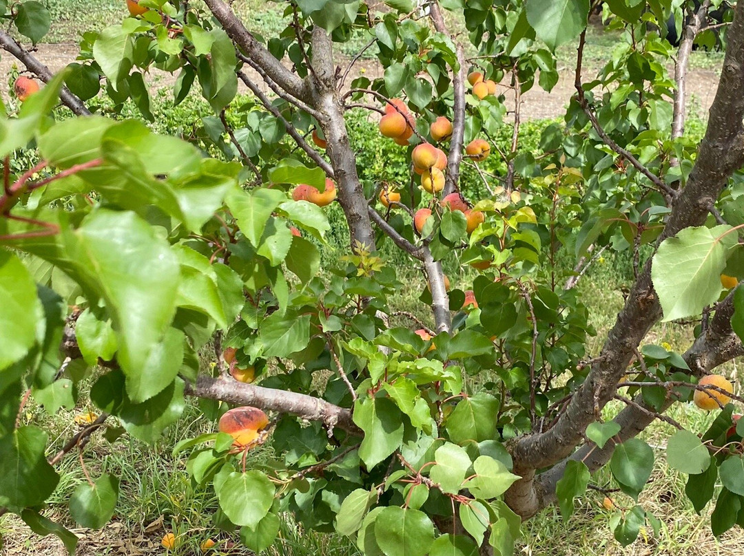 Payne's Orchards景点图片