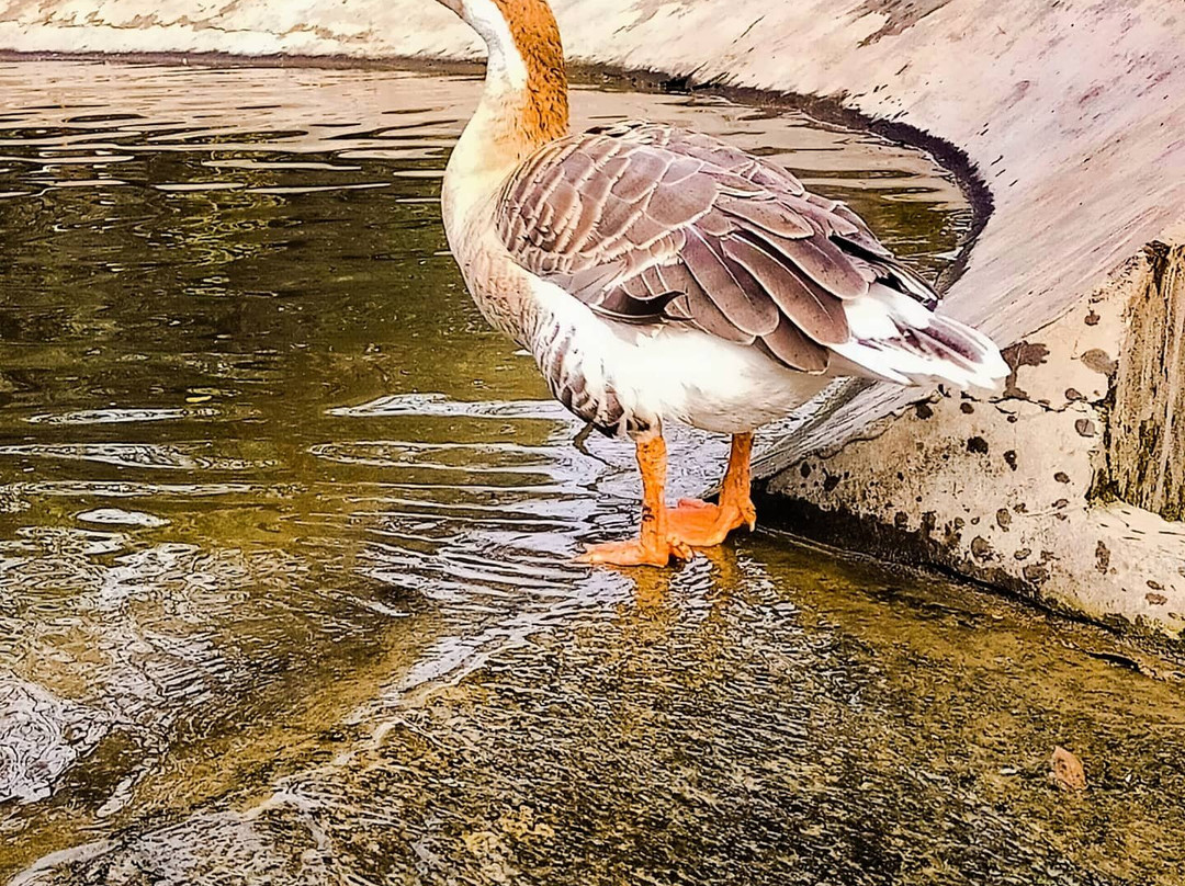 Manda Zoo Park景点图片