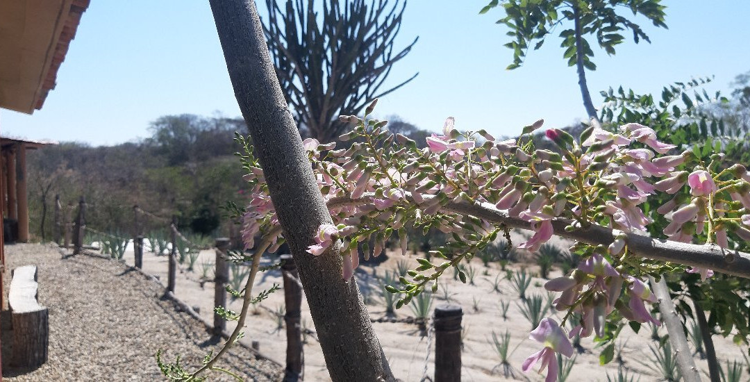 Agave Fields-瓦图尔科必去景点