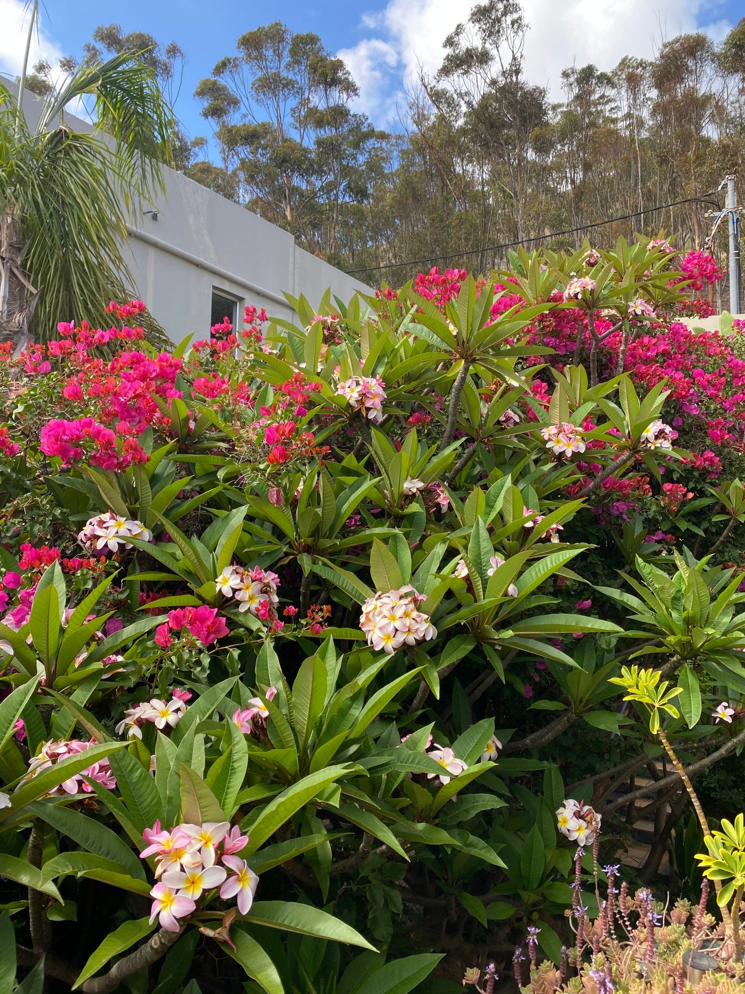 Bluegum Hill Guest House And Apartments-浴室