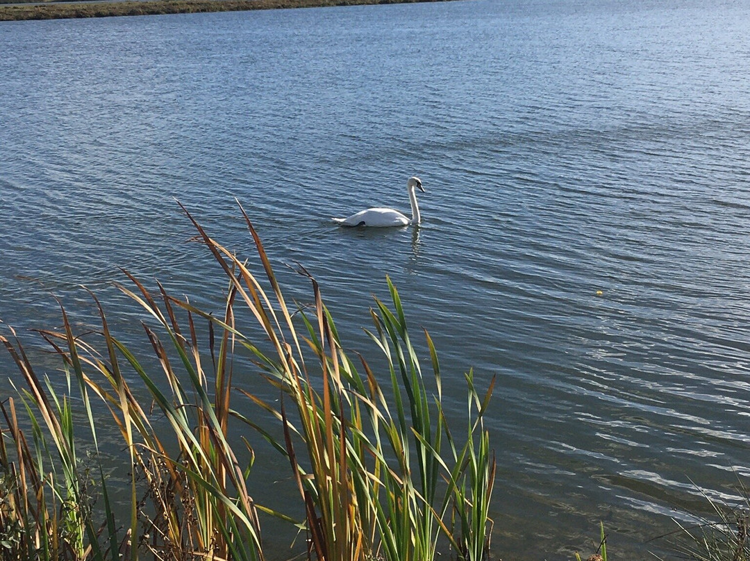 RSPB St Aidan's nature park景点图片