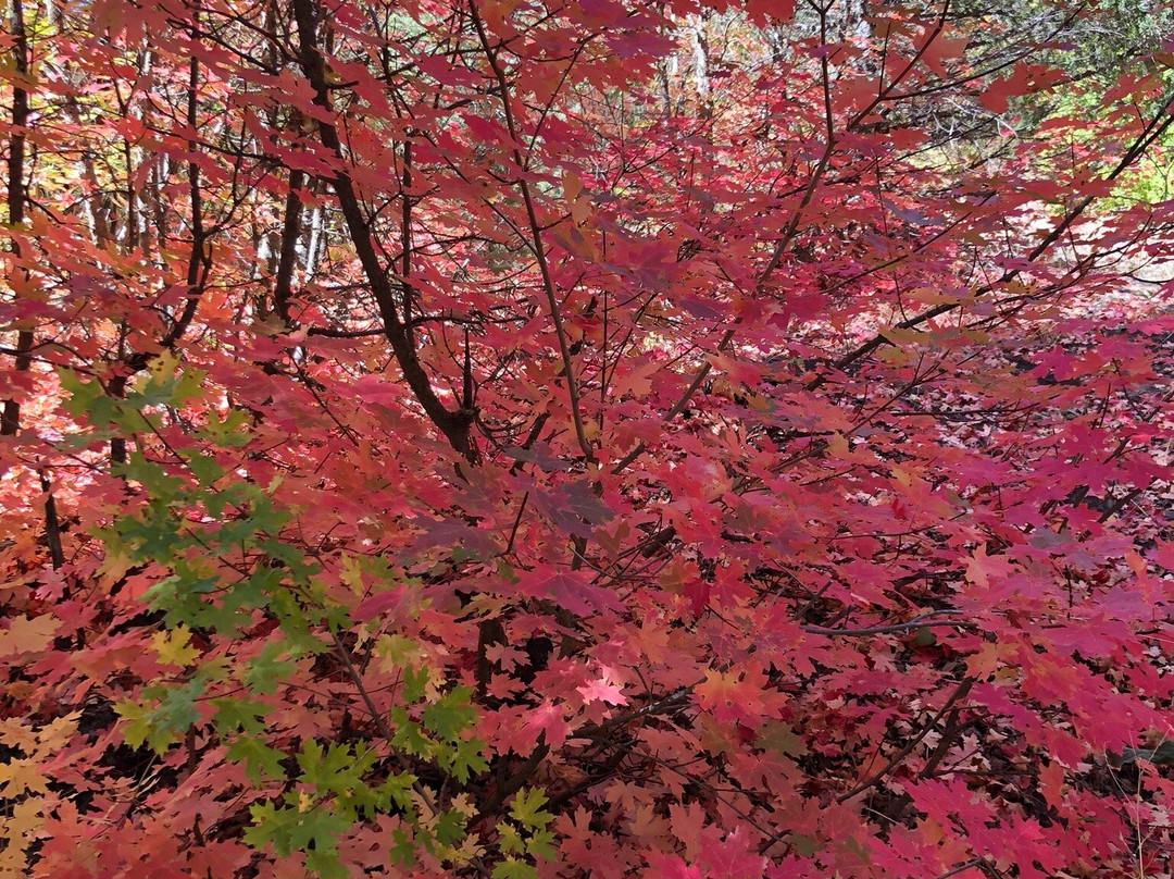 Logan Canyon Scenic Drive-洛根必去景点