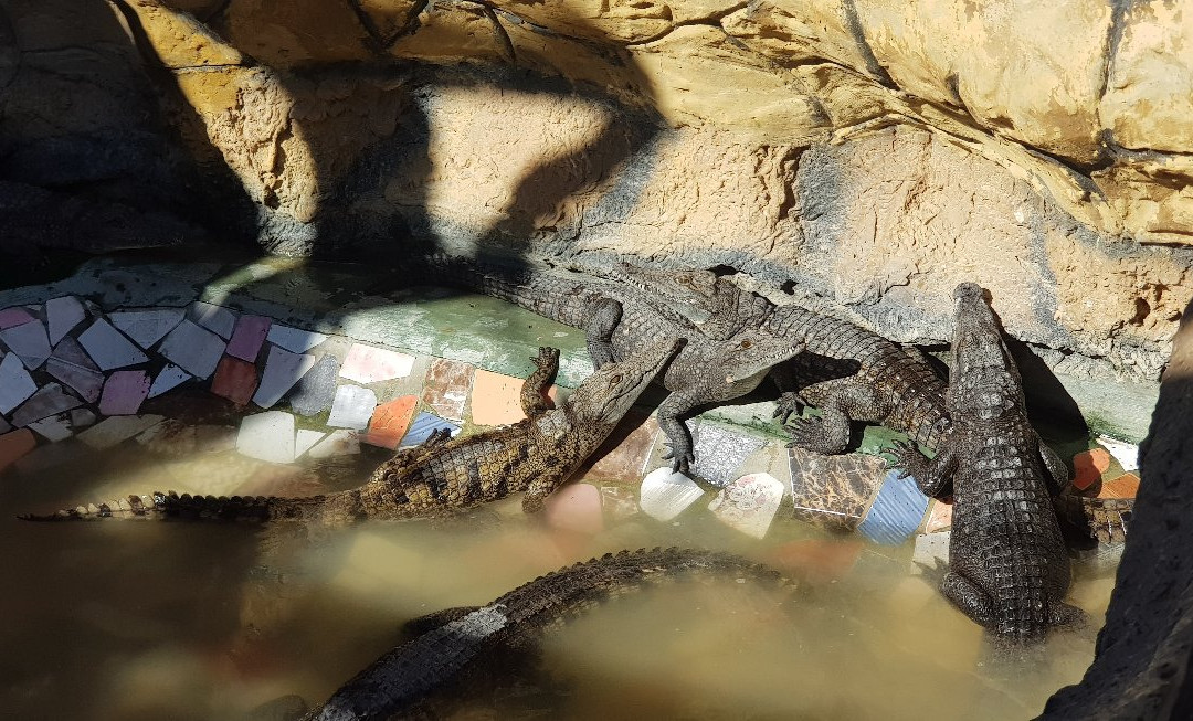 Crocodile Farm-苏达克必去景点