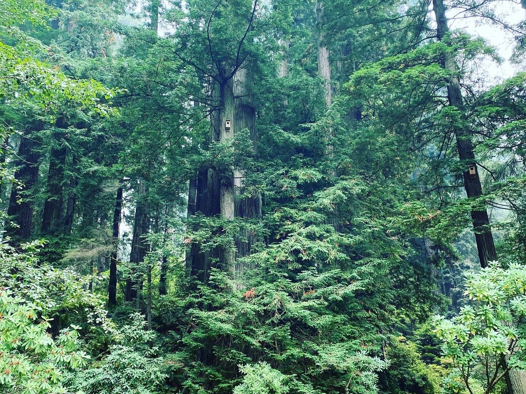 Sequoia Park Garden景点图片