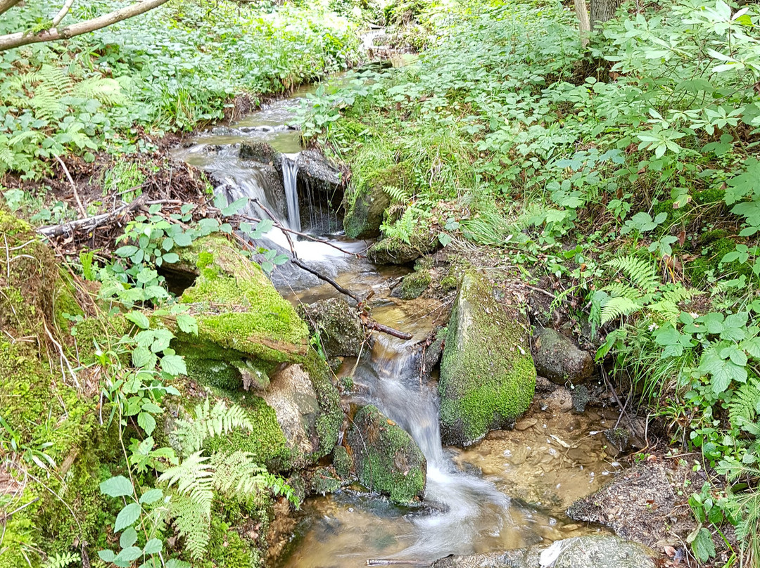 Arboretum w Ladku-Zdroju景点图片