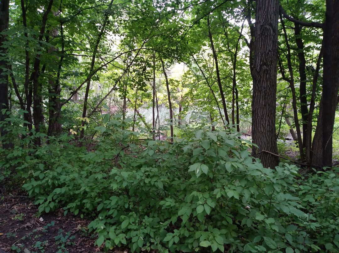 Maple Creek Park-Plymouth必去景点