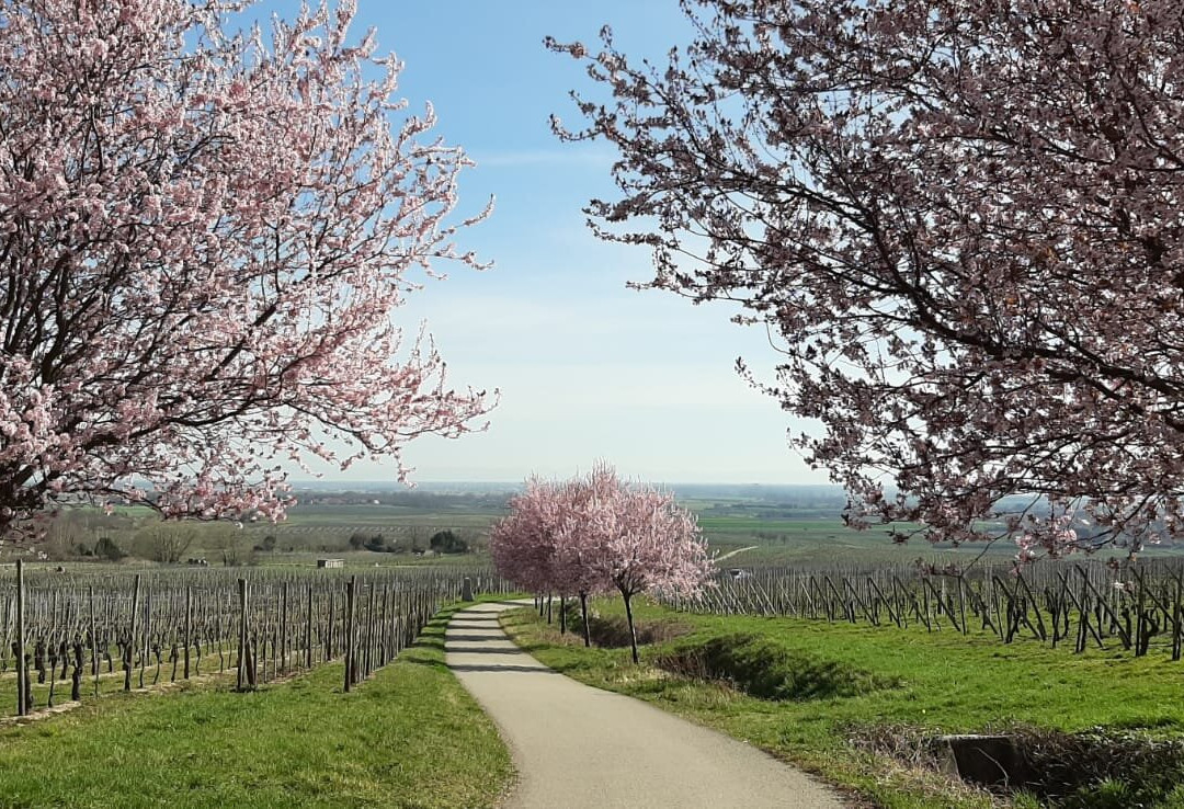 Domaine Martial Dirringer景点图片