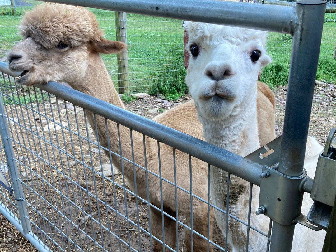 Artisan Alpacas景点图片