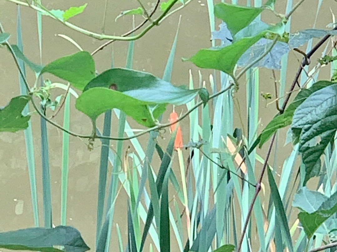 Riley's Lock-Poolesville必去景点