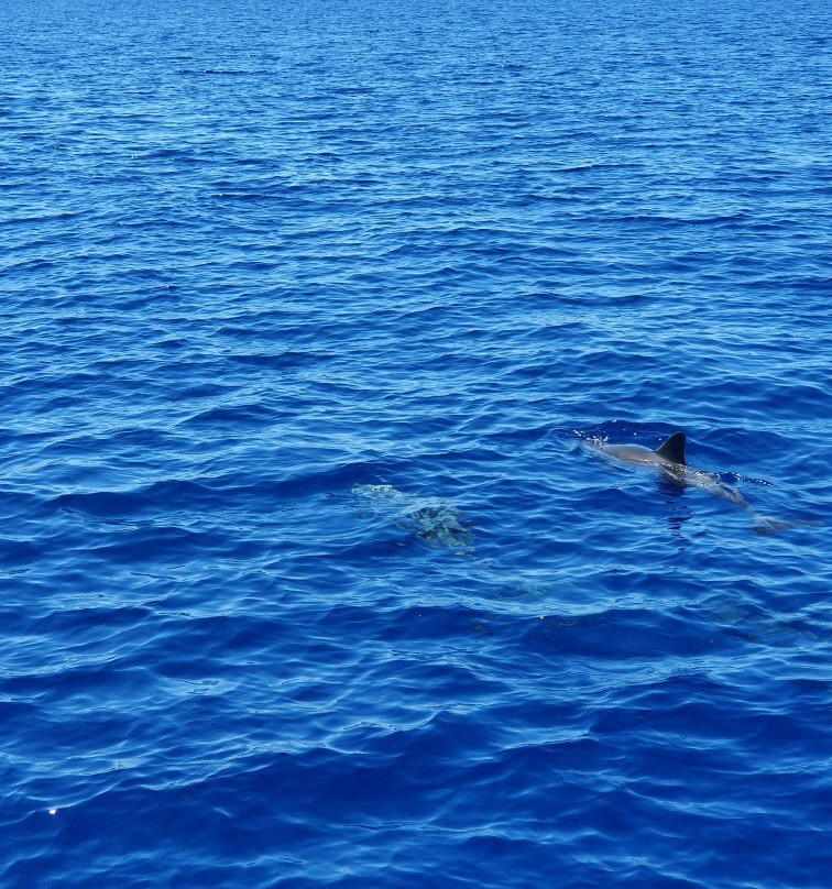 Jonian Dolphin Conservation景点图片