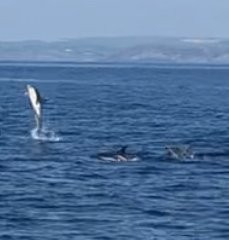 Cork Whale Watch景点图片