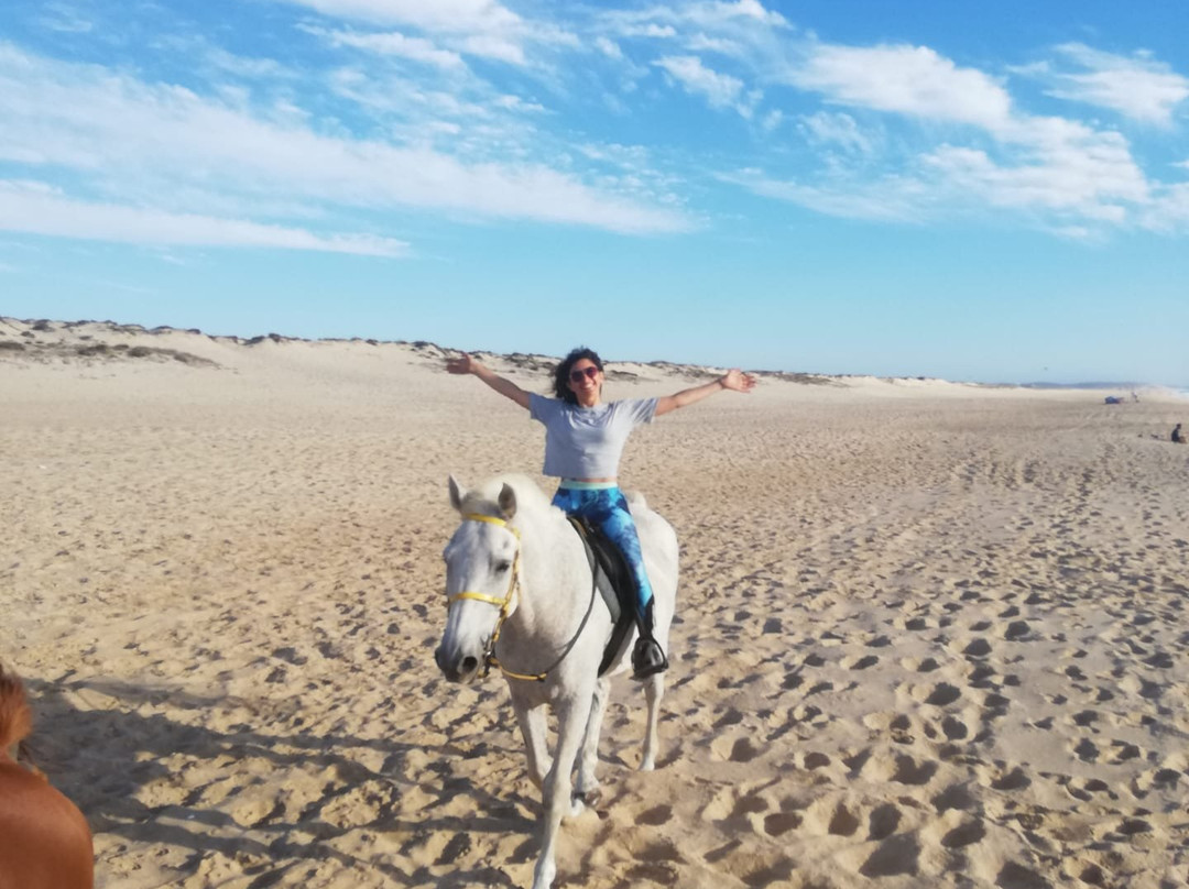 Horses by the Beach景点图片