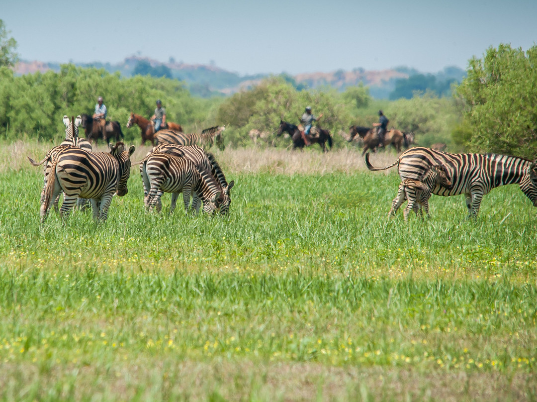 Mashatu Euphorbia Villas主图