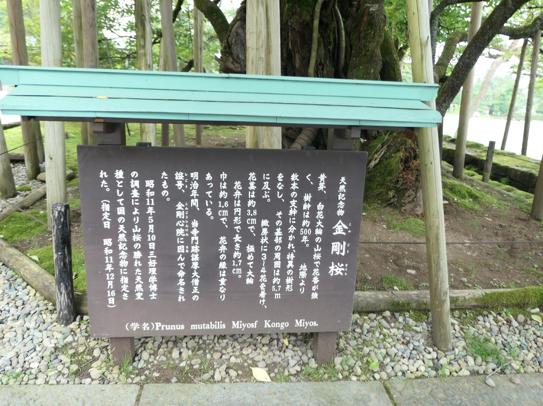 Kongozakura-日光市必去景点